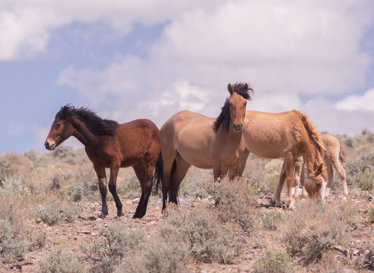 55dc826f-58d0-4295-bb0c-4bfdf1a22cd3